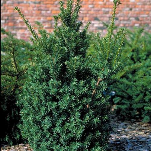 Taxus cuspidata 'Select'