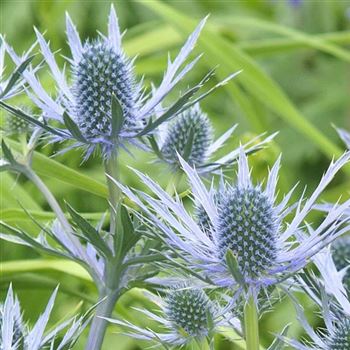 Eryngium_bourgatii_HRM_Q3.jpg