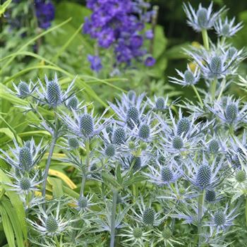 Eryngium_bourgatii_HRM_Q4.jpg