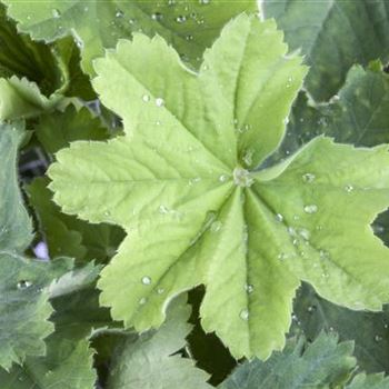 Alchemilla mollis