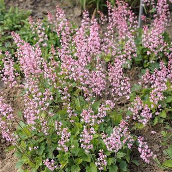 Heucherella_alba_Bridget_Bloom_HRM_Q3.jpg