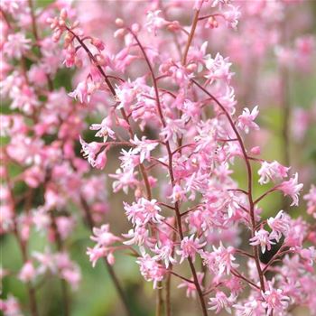 Heucherella_alba_Bridget_Bloom_HRM_Q1.jpg