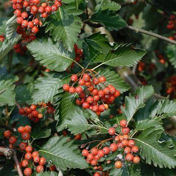 Sorbus_intermedia_2006_5514_q.jpg