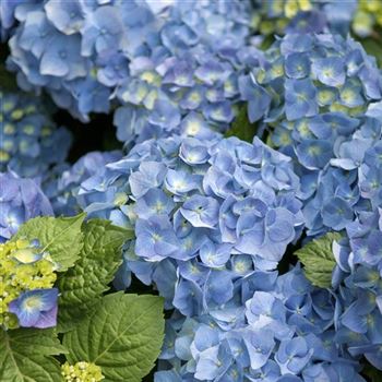 Hydrangea_macrophylla_Bela_2009_7664_q.jpg