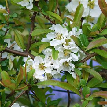 Chaenomeles_speciosa_Nivalis_2006_0767_q.jpg