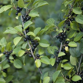 Rhamnus_catharticus_2007_6986.jpg