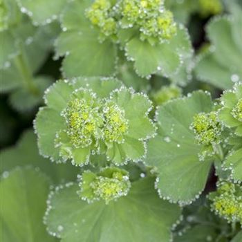 Alchemilla mollis