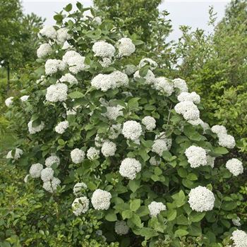 Viburnum_carlcephalum_2006_1140.jpg