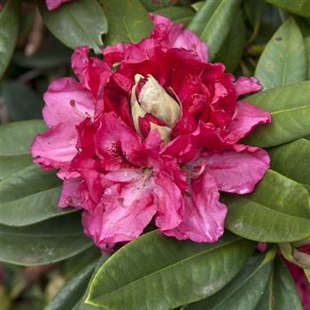 Rhododendron_Marianne_von_Weizsaecker_2006_2073_Q.jpg