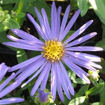 Aster_amellus_Sternkugel_WI_Q1.jpg