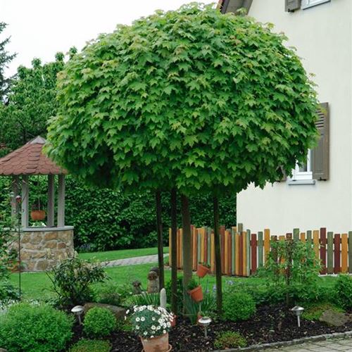 Acer platanoides 'Globosum'