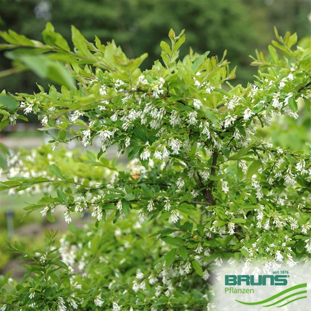 Ligustrum obtusifolium var. regelianum, Busch-Liguster von Bruns Pflanzen