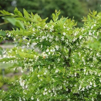 Ligustrum_obtusifolium_var_regelianum_2012_3058_q.jpg