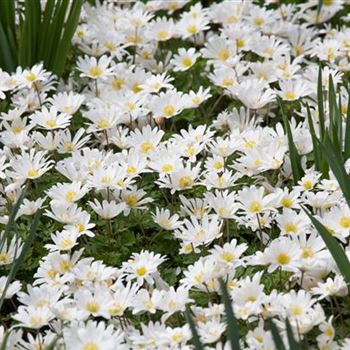 Anemone blanda 'White Splendour'