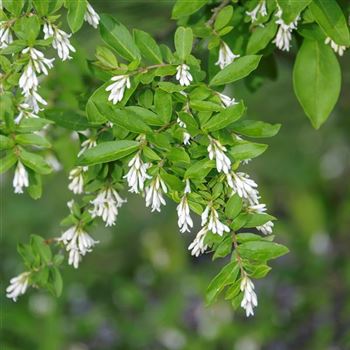 Ligustrum_obtusifolium_var_regelianum_2012_3055.jpg