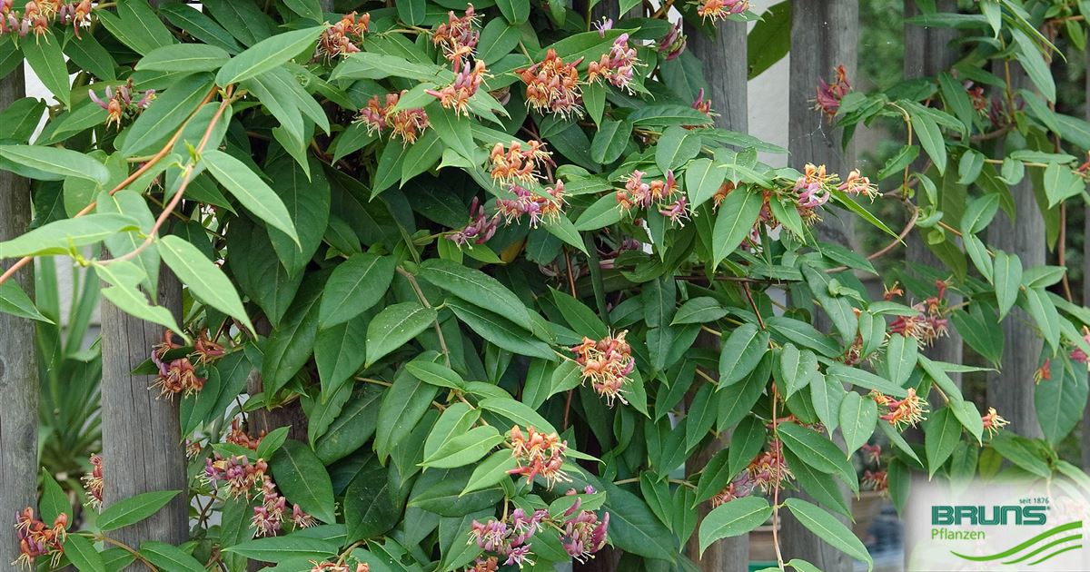 Lonicera henryi von Bruns Pflanzen