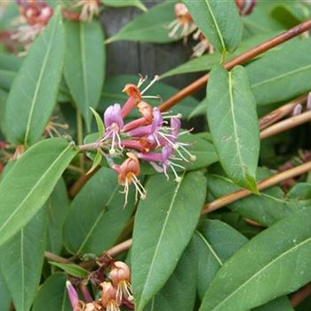 Lonicera_henryi_2007_0971.jpg