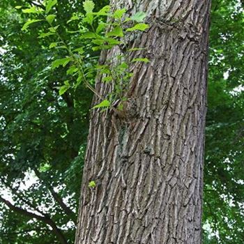 Quercus_bicolor_2.jpg