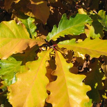 Quercus_bicolor_Herbst.jpg