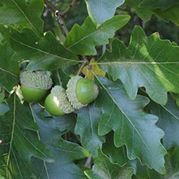 Quercus_bicolor_300dpi.jpg