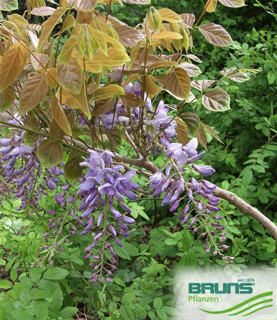 Wisteria sinensis, Chinesischer Blauregen von Bruns Pflanzen