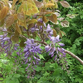 Wisteria_sinensis_2005_1990.jpg