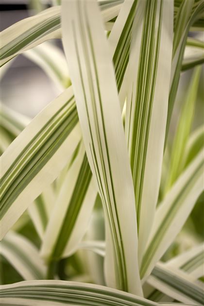 scindapsus mayari variegata Scindapsus 'Mayari Variegata'  pflanzen-im-glas.de