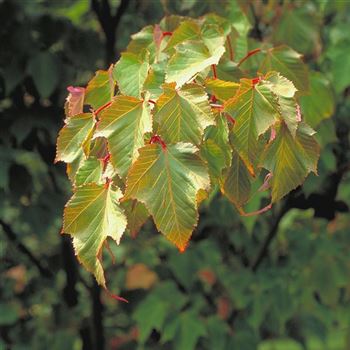 Acer_capillipes_2001_2730.jpg