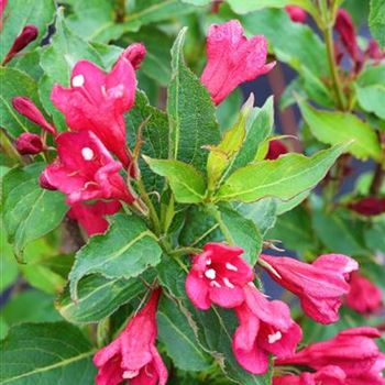 Weigela_Red_Prince_1S1B9264.JPG