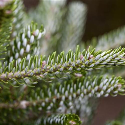 Abies koreana 'Silberlocke'