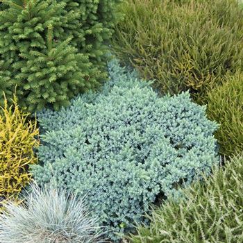 Juniperus_squamata_Blue_Star_2008_6609_q.jpg