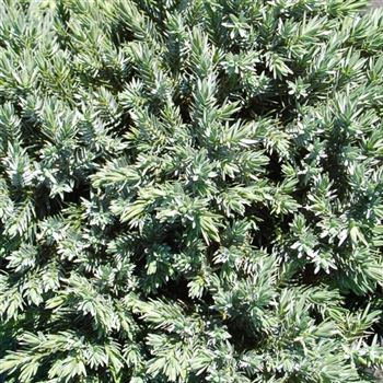 Juniperus_squamata_Blue_Star_GR_Q1.jpg