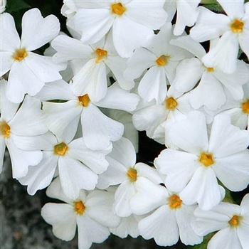 Phlox_subulata_White_Delight_HRM_Q1.jpg