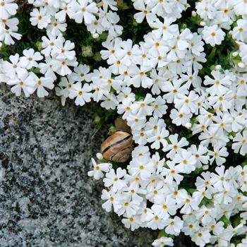 Phlox_subulata_White_Delight_HRM_Q2.jpg