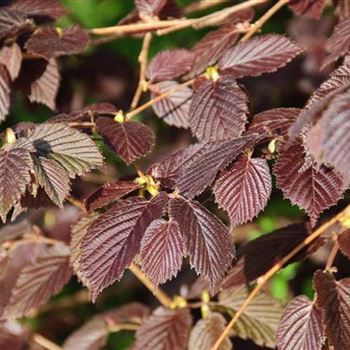 Corylus_maxima_Purpurea_2009_0895.jpg