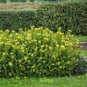 Potentilla_fruticosa_Hachmann_s_Gigant_2011_2625.jpg