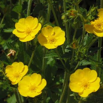 Potentilla_recta_Warrenii_WI_Q2.jpg