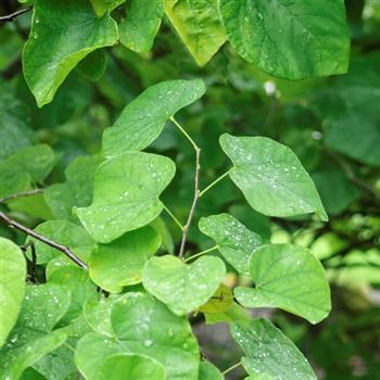 Cercis_canadensis_2010_6687_x.jpg