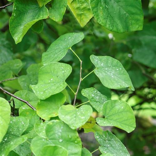 Cercis canadensis