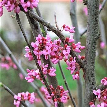 Cercis_canadensis_2003_0127_q.jpg