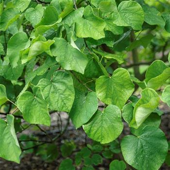 Cercis_canadensis_2010_6684_x.jpg