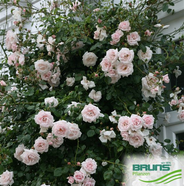 Fonds Bruns Roses