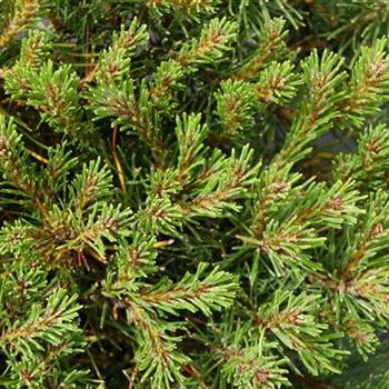 Pinus_mugo_var_pumilio_GR_R1.JPG