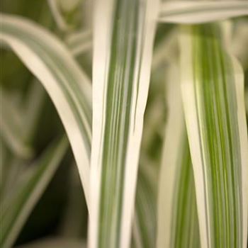 Arundo donax 'Variegata'