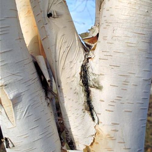 Betula utilis 'Doorenbos'