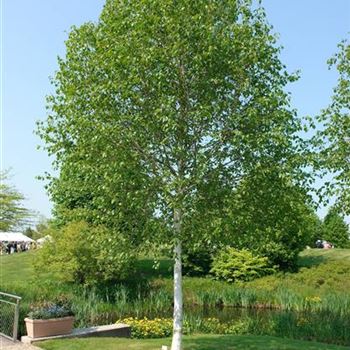 Betula_utilis_Doorenbos_2009_1630.jpg