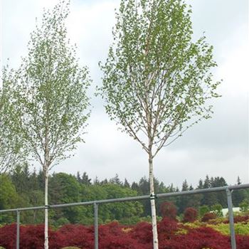 Betula_utilis_Doorenbos_GR_R2.JPG