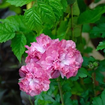 Hibiscus_syriacus_Duc_de_Brabant_2008_7166.jpg