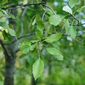 Fraxinus_excelsior_Diversifolia_2007_7569.jpg