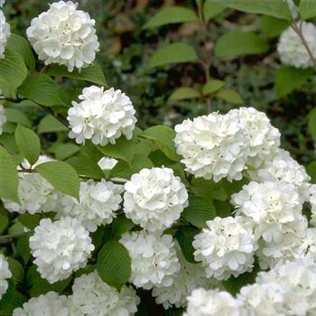 Viburnum_plicatum_1998_2117.jpg